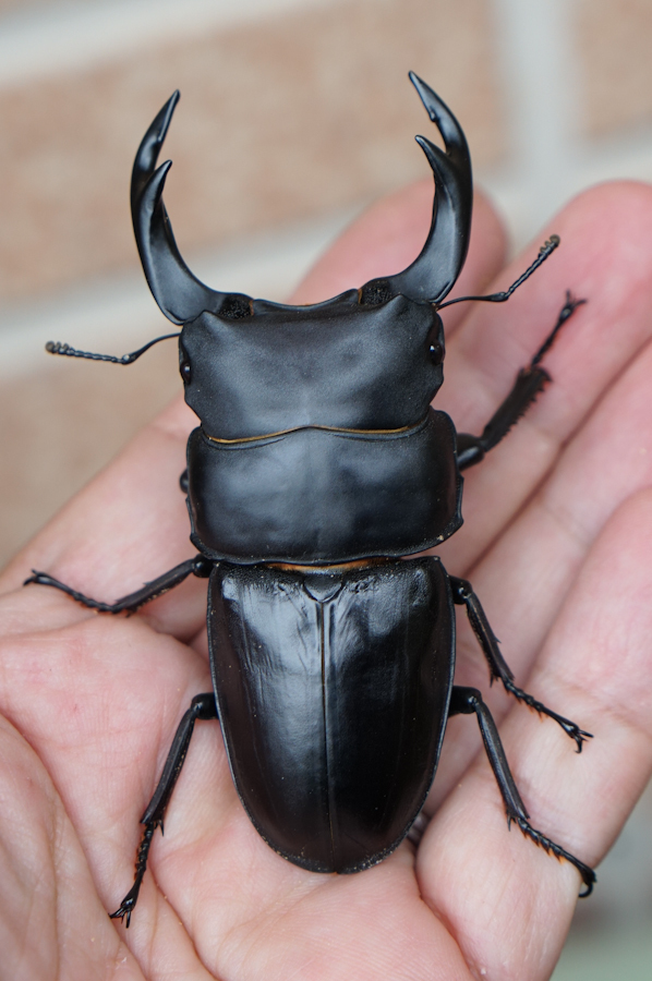 新作登場，お得 パラワンヒラタ♂1♀2⑤