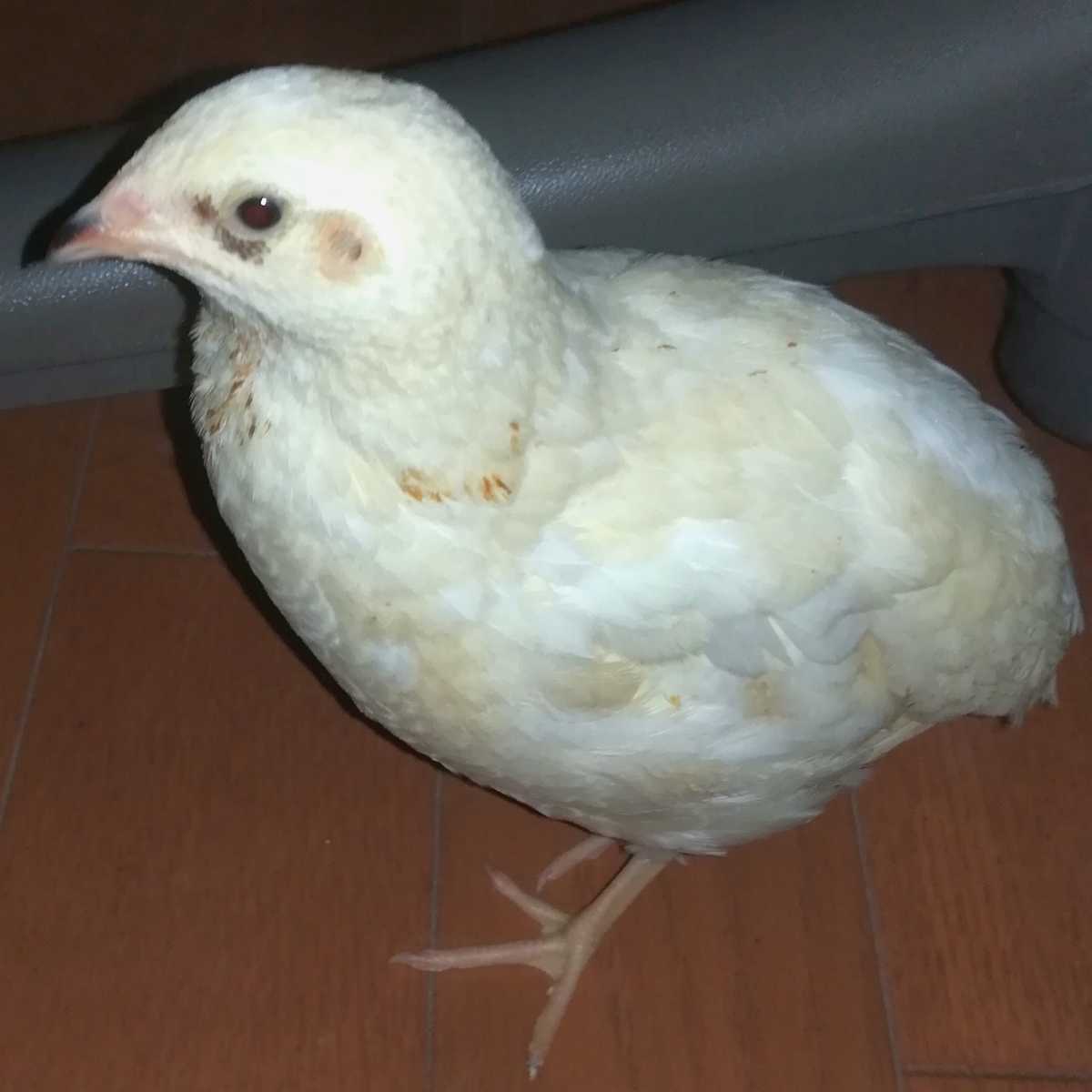 並うずらの有精卵6個　色変わり並ウズラの種卵_5