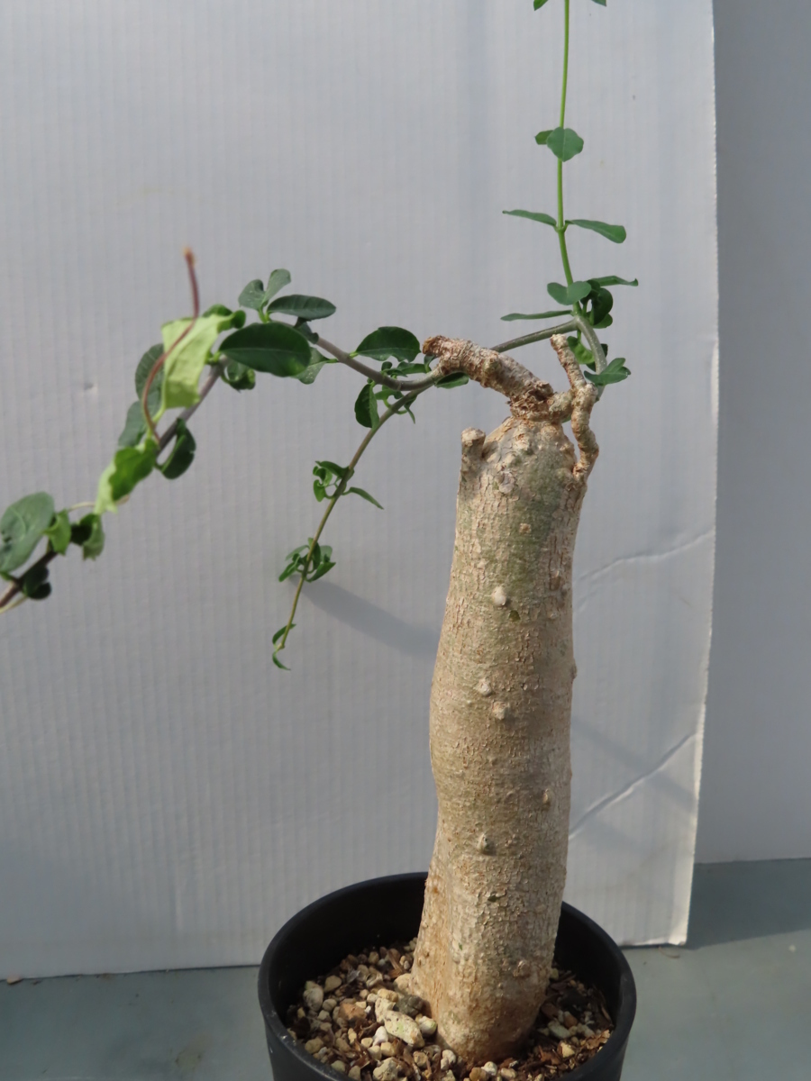 カ570 【塊根植物・現地株】パキポディウム マカイエンセ 多頭 大【7