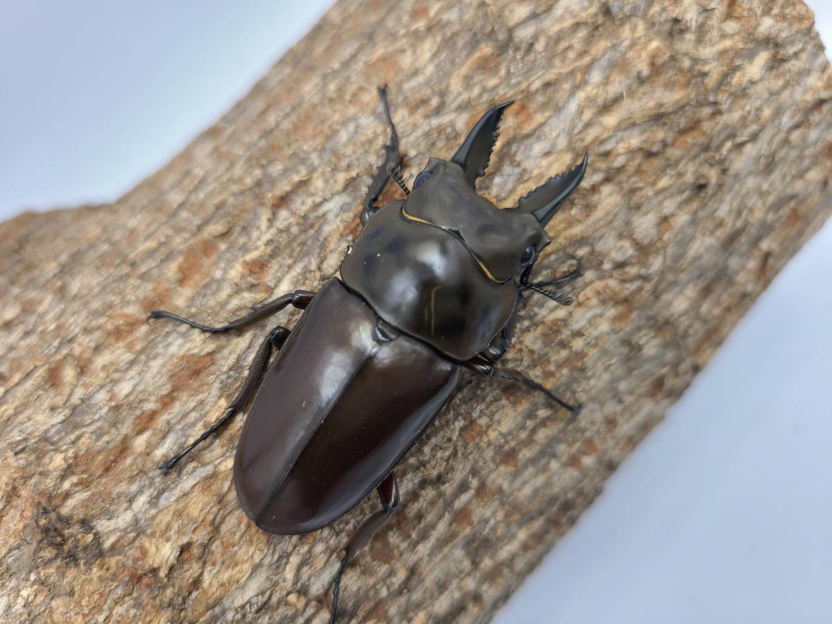 【DK】ババオウゴンオニ タニンダーリ（旧テナセリウム）産 F3♂50.0mm×F3♀46.9mm 同腹ペア Aライン③