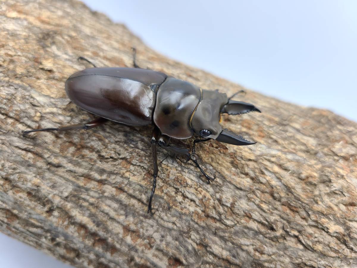 【DK】ババオウゴンオニ タニンダーリ（旧テナセリウム）産 F3♂50.0mm×F3♀46.9mm 同腹ペア Aライン③