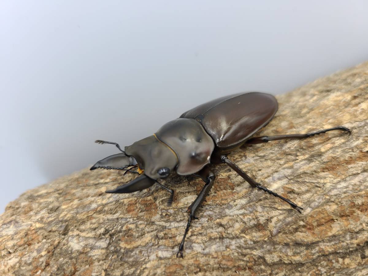 【DK】ババオウゴンオニ タニンダーリ（旧テナセリウム）産 F3♂50.0mm×F3♀46.9mm 同腹ペア Aライン③