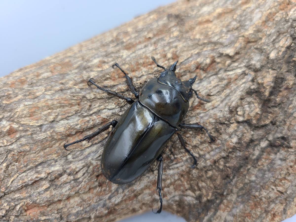 【DK】ババオウゴンオニ タニンダーリ（旧テナセリウム）産 F3♂50.0mm×F3♀46.9mm 同腹ペア Aライン③