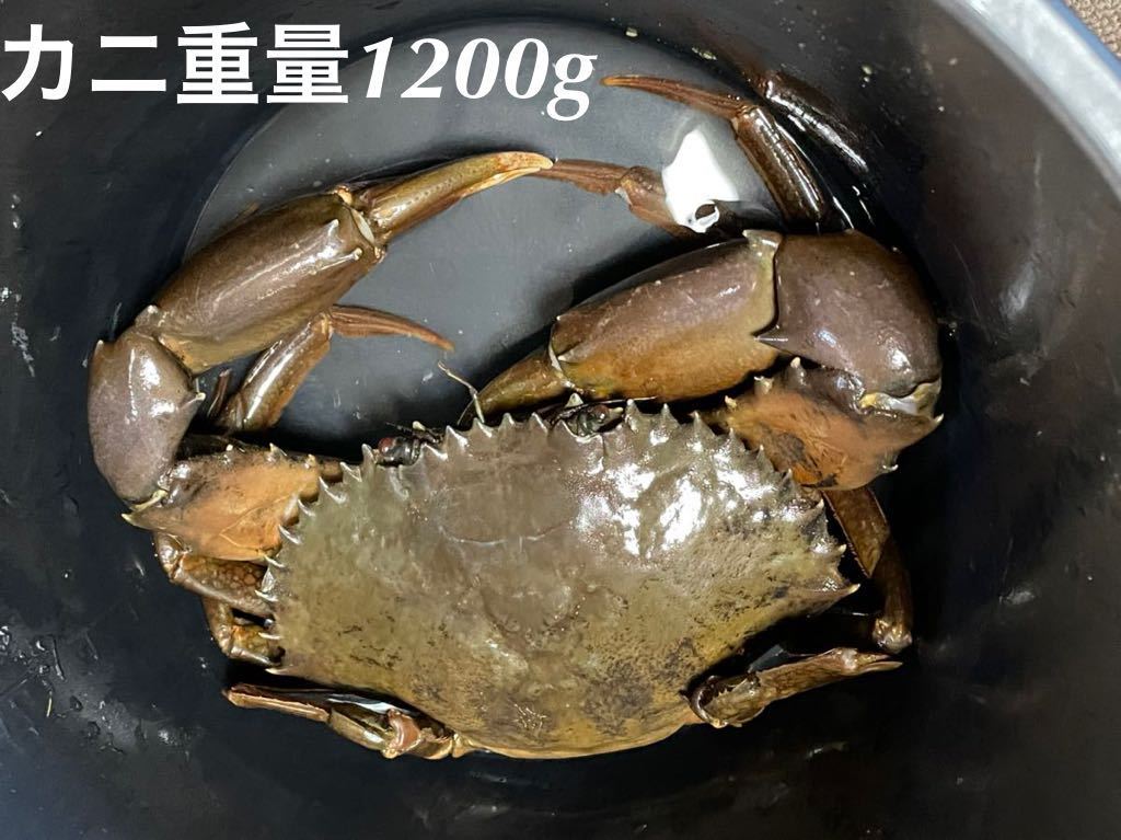 10g 特大オス トゲノコギリガザミ ドウマンガニ ドウマン どうまんがに どうまん どうまん蟹 マングローブ カニ 蟹 その他 売買されたオークション情報 Yahooの商品情報をアーカイブ公開 オークファン Aucfan Com