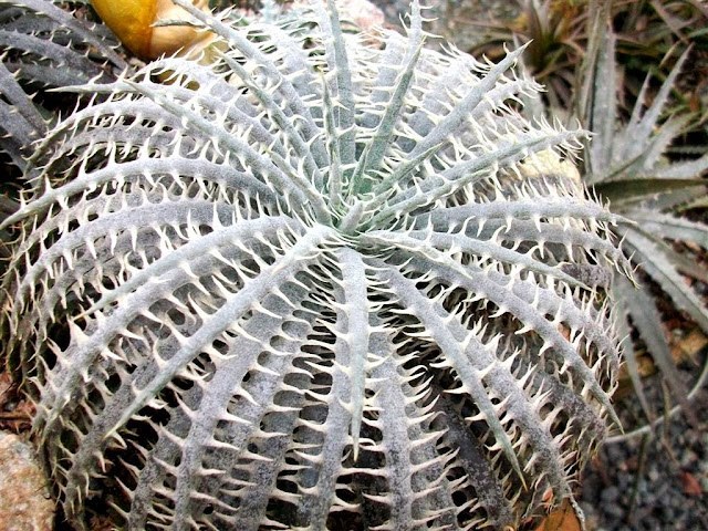 本物 ディッキア 拘り デリカータ Dyckia delicata rubra