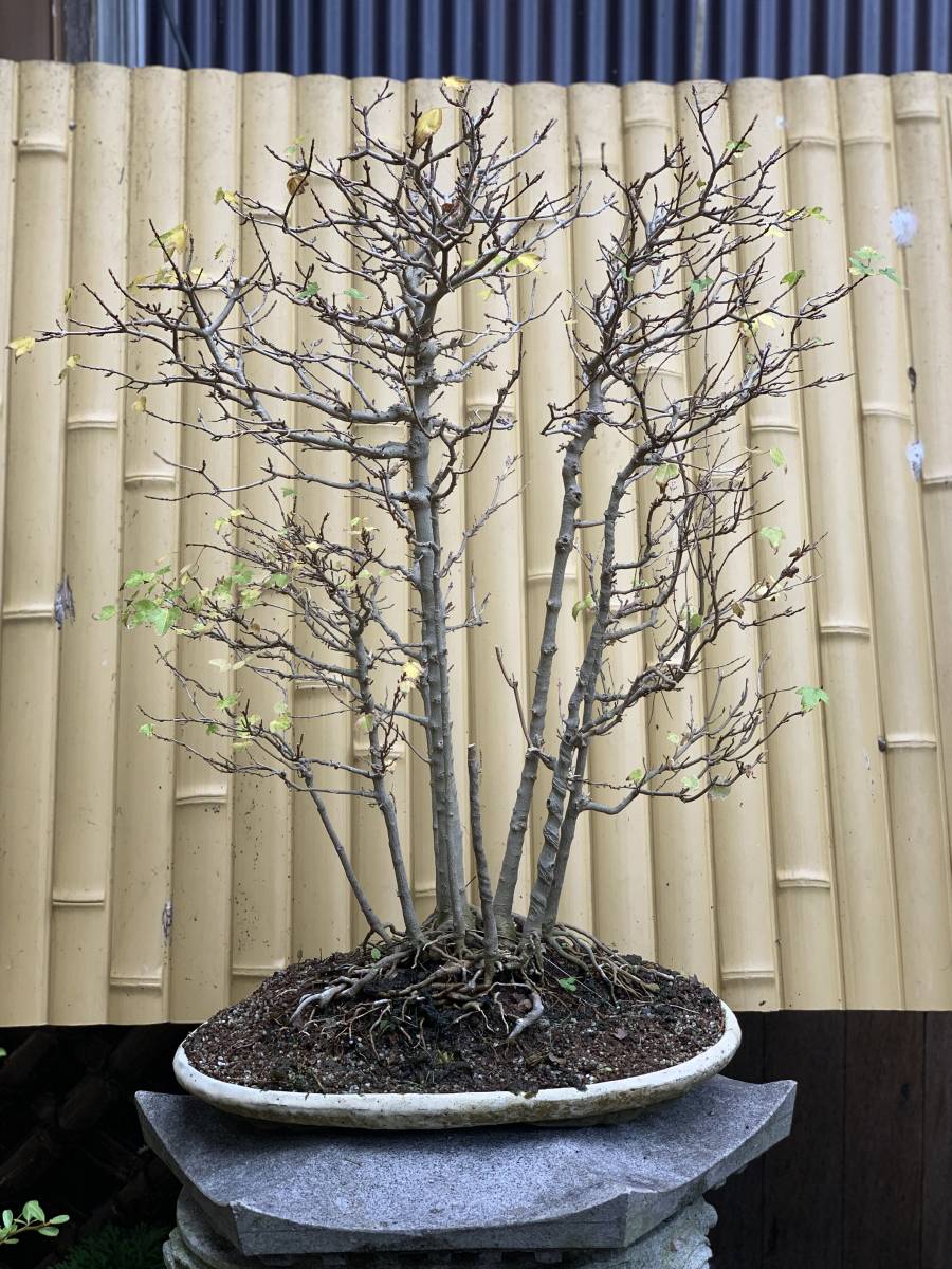 盆栽・苔玉 マ*オ様 盆栽 カエデ 楓 太幹
