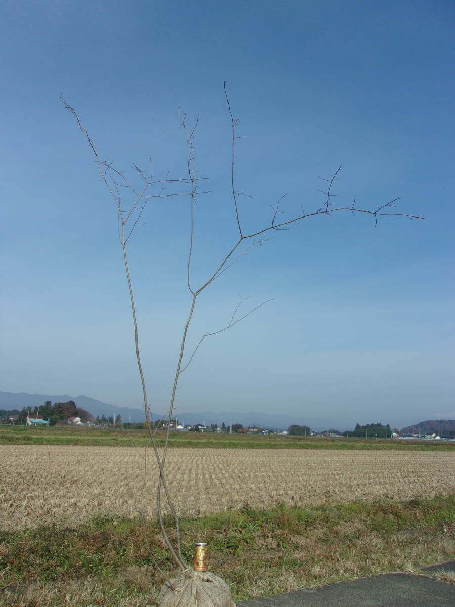 ◇◇ツリバナ 山取 ◇◇730 ツリバナ 四季の山野草（ツリバナ