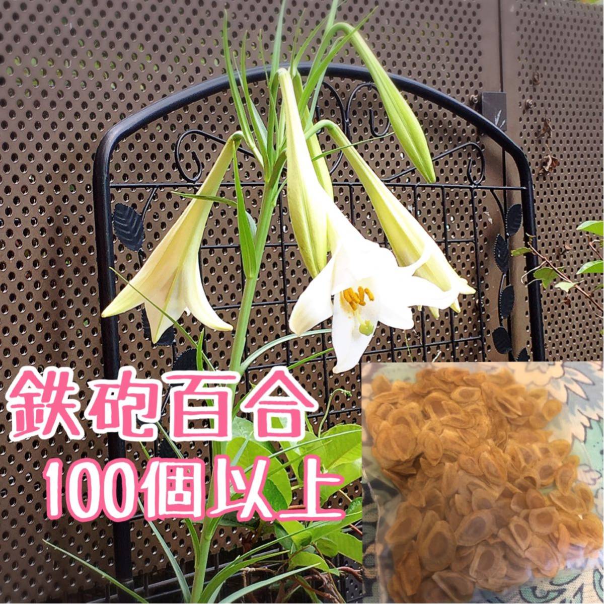 鉄砲百合のタネ100個以上 テッポウユリ種ガーデニング植物花 種 売買されたオークション情報 Yahooの商品情報をアーカイブ公開 オークファン Aucfan Com