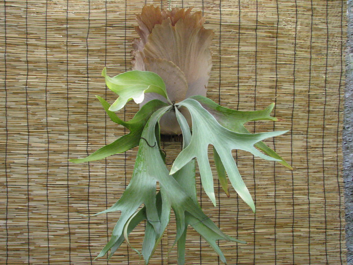 P. Willinckii x P. Diversifolium 安心サイズ ビカクシダ ajianjijii