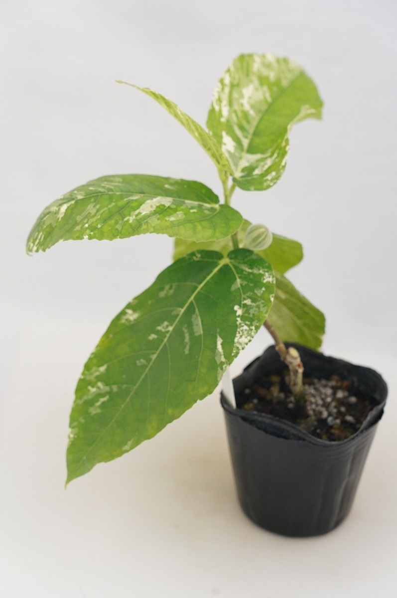 ☆TO☆フィカス・アスペラ パーセリー 美しい斑入り観葉植物 実に