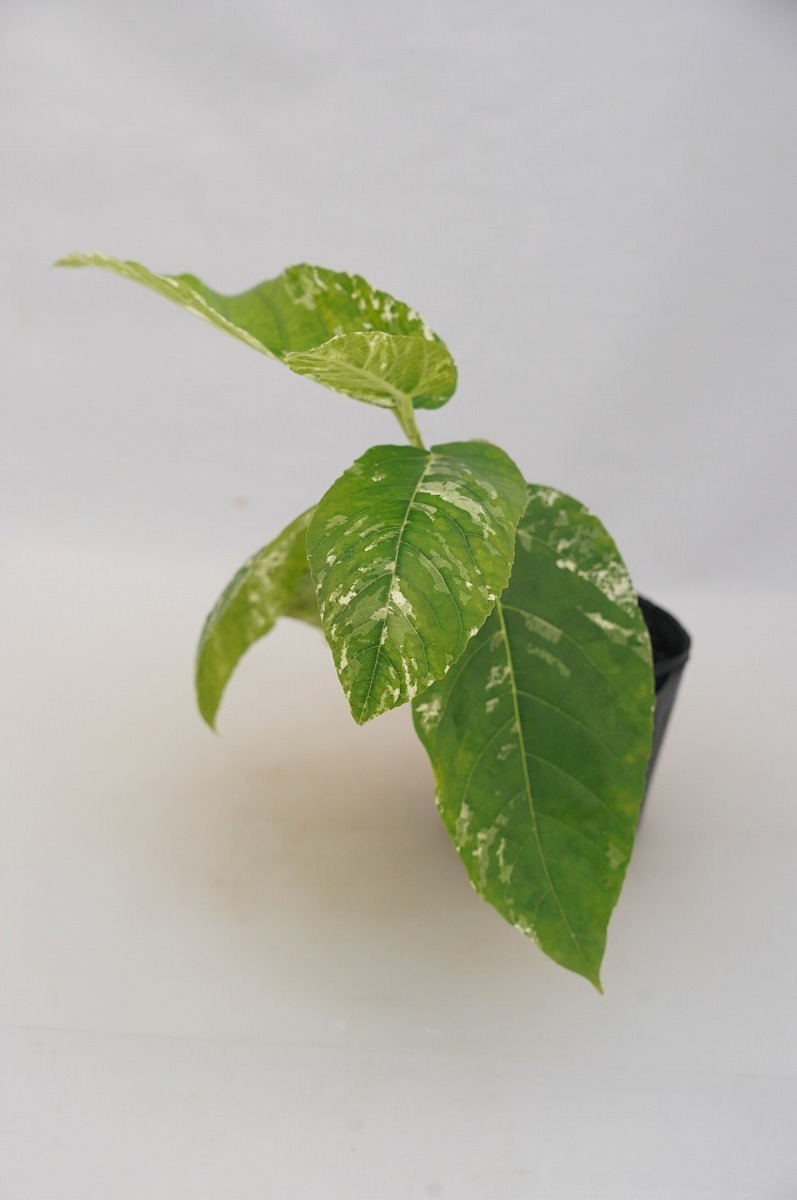 ☆TO☆フィカス・アスペラ パーセリー 美しい斑入り観葉植物 実に