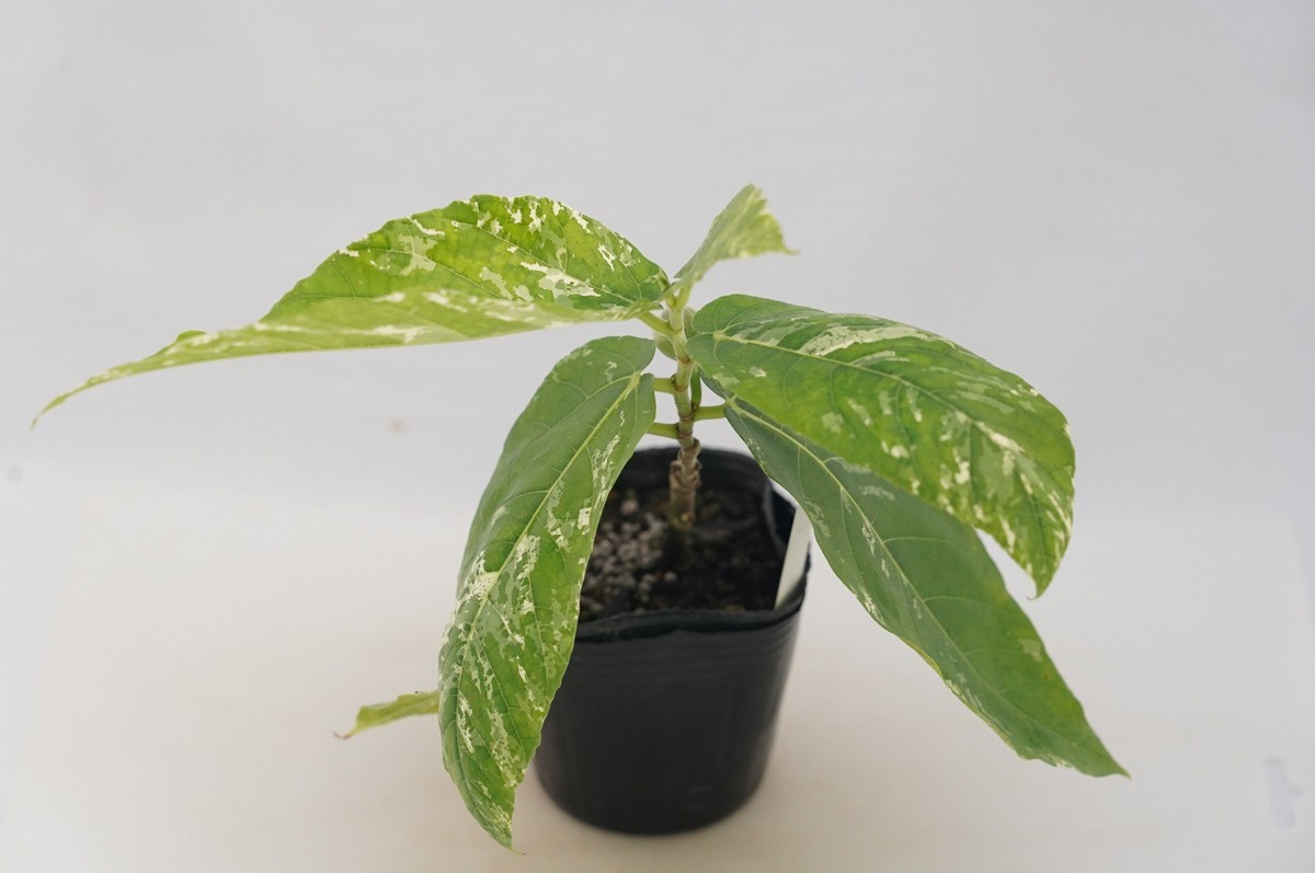 ☆TO☆フィカス・アスペラ パーセリー 美しい斑入り観葉植物 実に