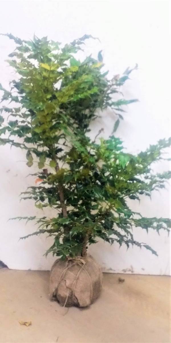 ヒイラギ ナンテン 柊南天 魔除けと来福 新築の鬼門に是非 高さは底部から１００センチ前後 同等品発送 植木 庭木 売買されたオークション情報 Yahooの商品情報をアーカイブ公開 オークファン Aucfan Com