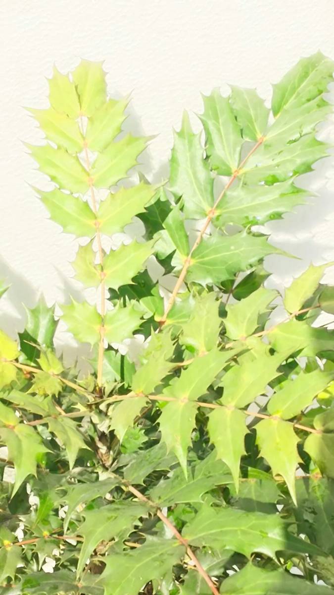 ヒイラギ ナンテン 柊南天 魔除けと来福 新築の鬼門に是非 高さは底部から１００センチ前後 同等品発送 植木 庭木 売買されたオークション情報 Yahooの商品情報をアーカイブ公開 オークファン Aucfan Com