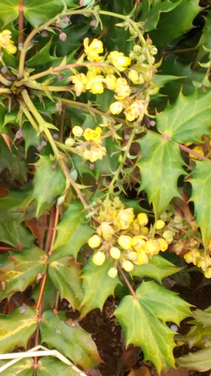 ヒイラギ ナンテン 柊南天 魔除けと来福 新築の鬼門に是非 高さは底部から１００センチ前後 同等品発送 植木 庭木 売買されたオークション情報 Yahooの商品情報をアーカイブ公開 オークファン Aucfan Com