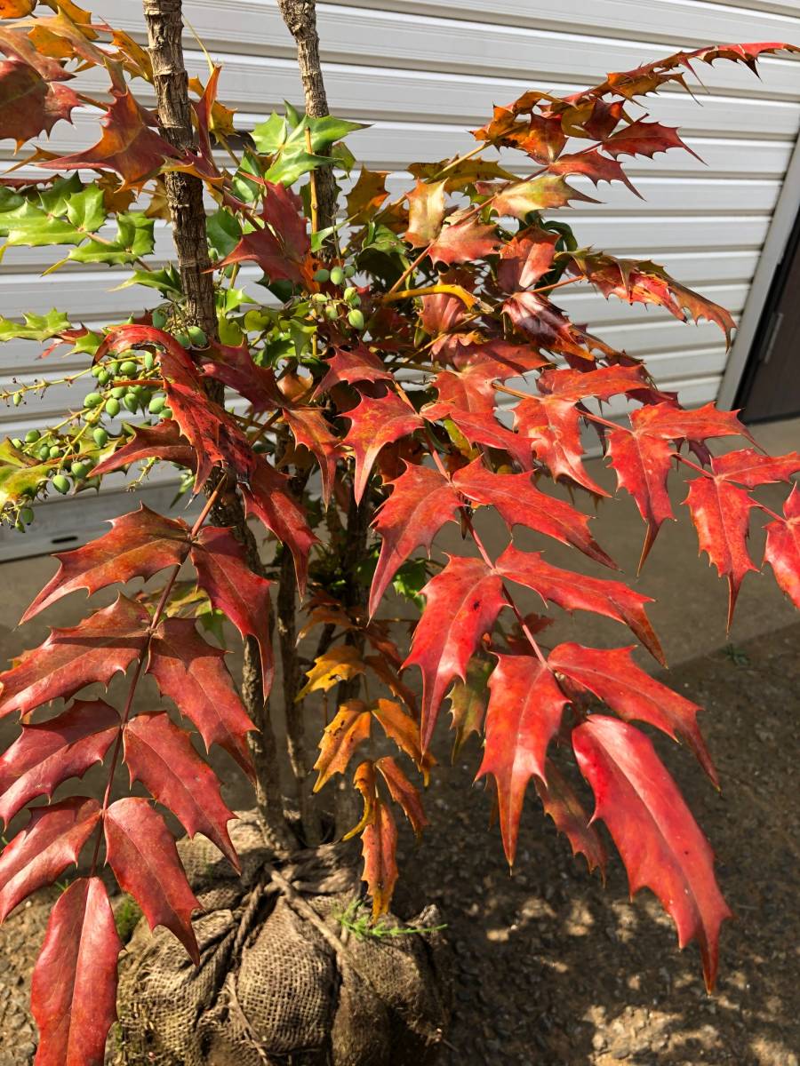 ヒイラギ ナンテン 柊南天 魔除けと来福 新築の鬼門に是非 高さは底部から１００センチ前後 同等品発送 植木 庭木 売買されたオークション情報 Yahooの商品情報をアーカイブ公開 オークファン Aucfan Com