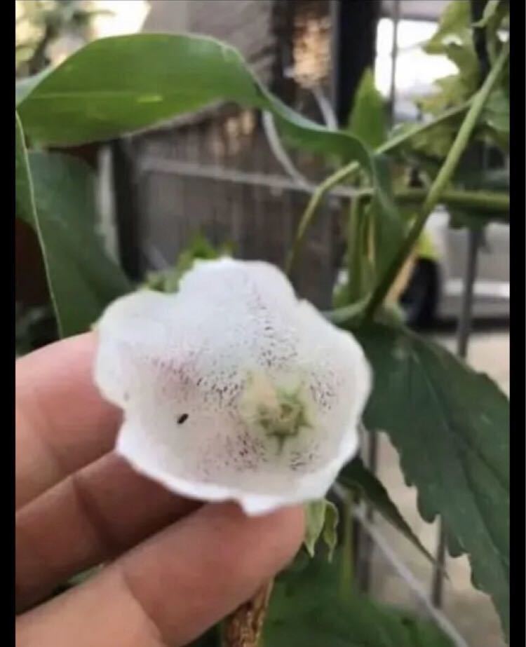 カンパニュラ ベルフラワー 1株 地下茎 殖える宿根草 初夏の花 蛍袋 白花 苗 売買されたオークション情報 Yahooの商品情報をアーカイブ公開 オークファン Aucfan Com カンパニュラ ベルフラワー 1株 地下茎 殖える宿根草 初夏の花 蛍袋 白花 苗 売買されたオークション情報 Yahooの商品情報をアーカイブ公開 オークファン Aucfan Com