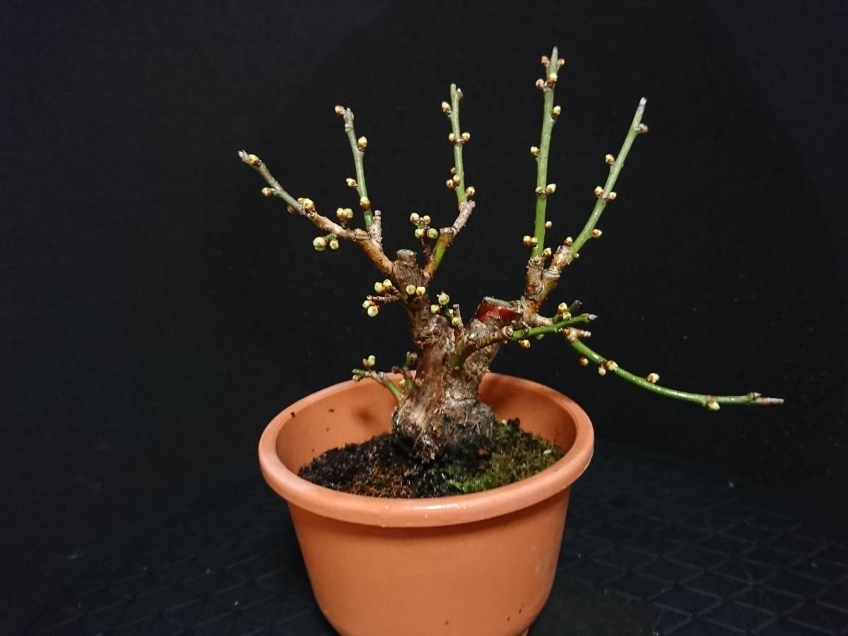 最終価格】梅 盆栽 『冬至』 白色の花 （梅（ウメ）の育て方