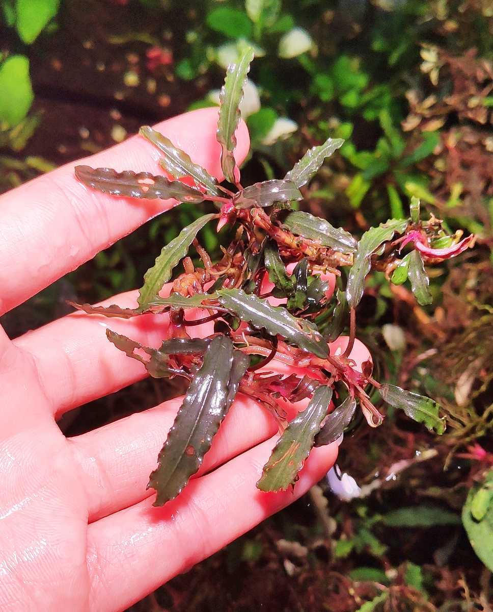 No41 bucephalandra sp. dark godzilla(水草)｜売買されたオークション