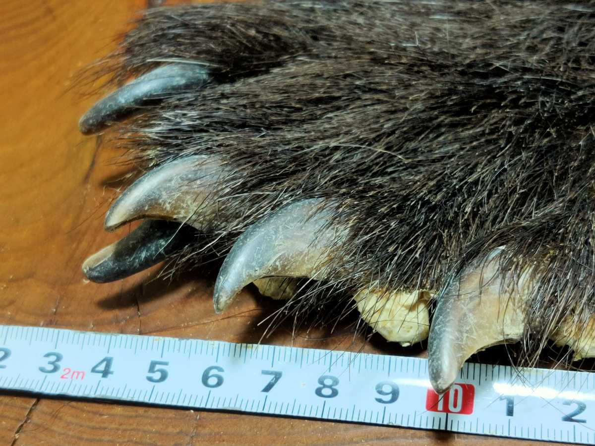 ○熊の手○ツキノワグマの手③ 月の輪熊 ベア―クロー 熊爪 爪 熊 クマ