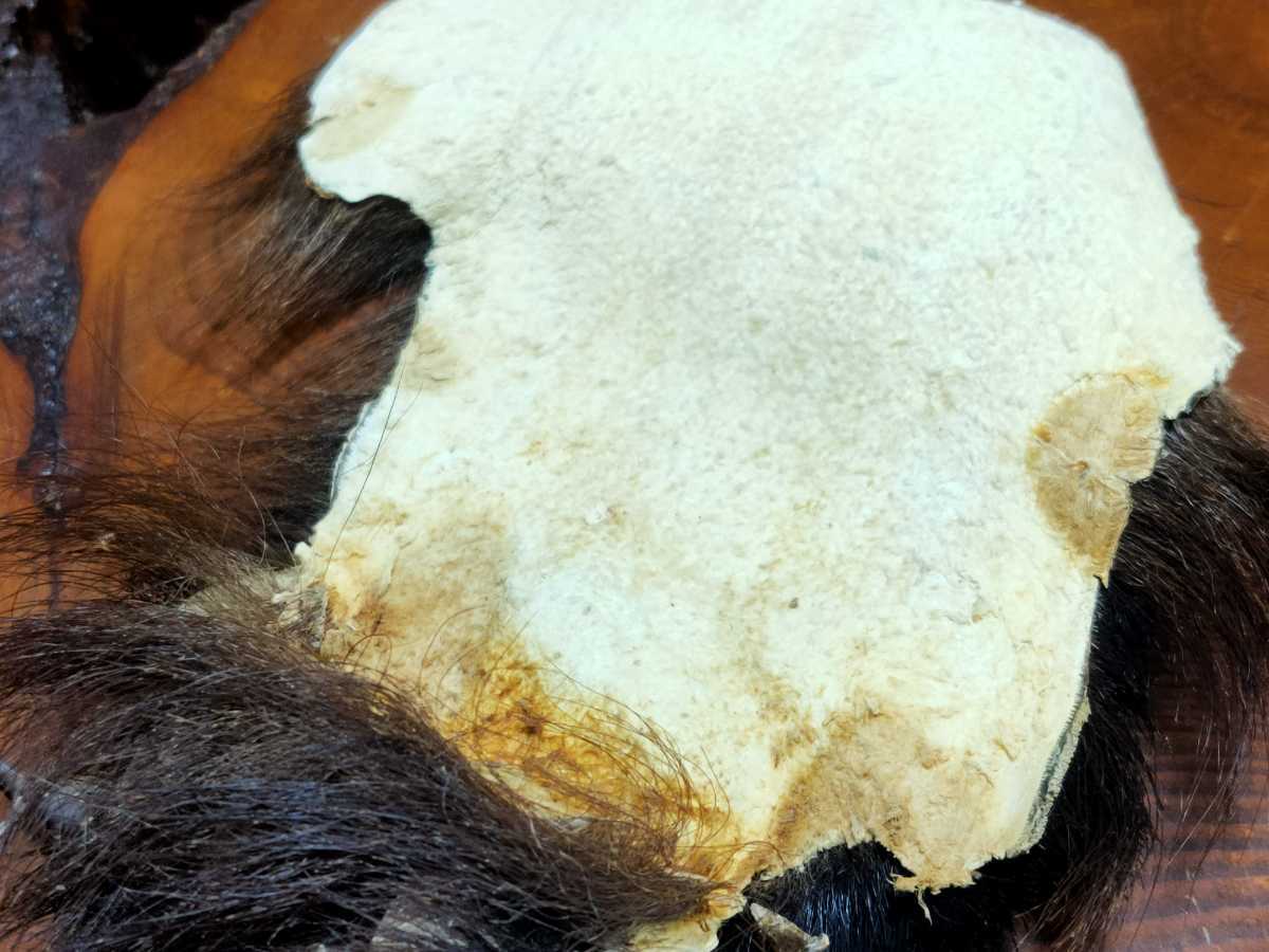 ○熊の手○ツキノワグマの手③ 月の輪熊 ベア―クロー 熊爪 爪 熊 クマ