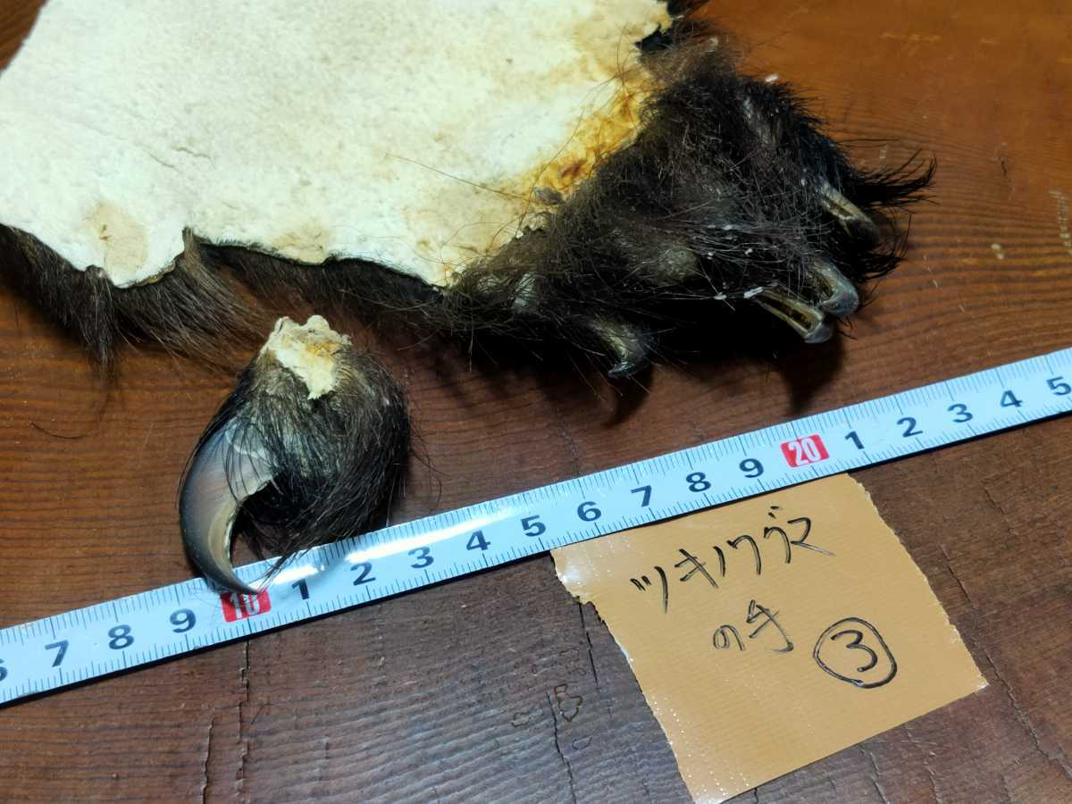 ○熊の手○ツキノワグマの手③ 月の輪熊 ベア―クロー 熊爪 爪 熊 クマ