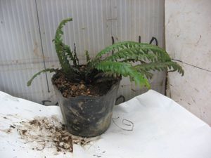 小型 シダ植物 茶色の鉢 No.11 小型 シダ植物 茶色の鉢 No.11 3.5号｜豊明卸問屋ドットコム