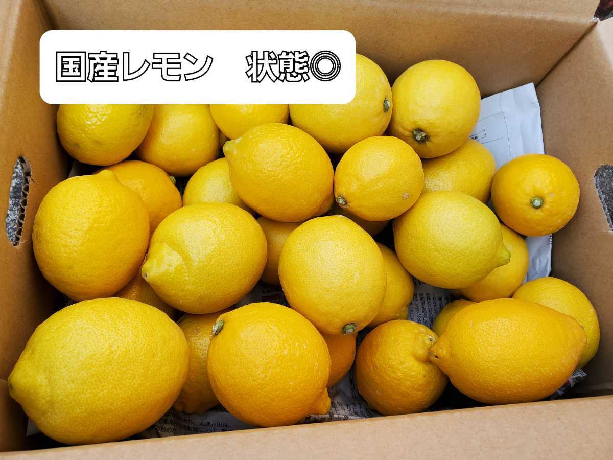 国産レモン 状態◯秀品 10キロ 10kg 国産レモン 10キロ ➄国産瀬戸