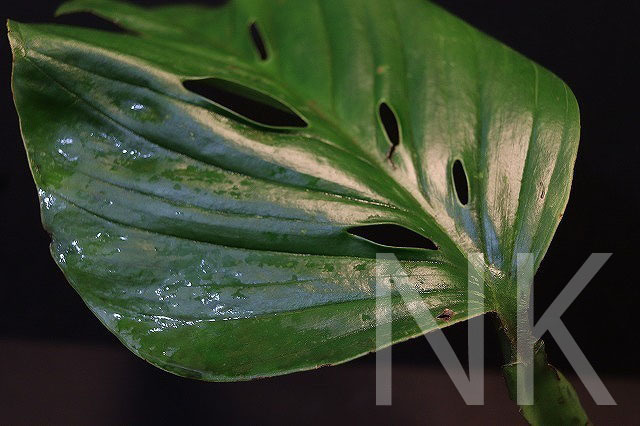 Monstera obliqua cf Obliqua 転売不可 モンステラ Plants &frasl; Sucumbios Ecuador – - | Colombia Plant Santiago
