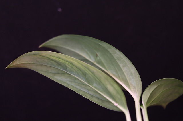 Monstera obliqua cf Obliqua 転売不可 モンステラ Plants &frasl; Sucumbios Ecuador – - | Colombia Plant Santiago