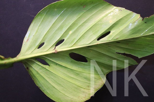 Monstera obliqua cf Obliqua 転売不可 モンステラ Plants &frasl; Sucumbios Ecuador – - | Colombia Plant Santiago