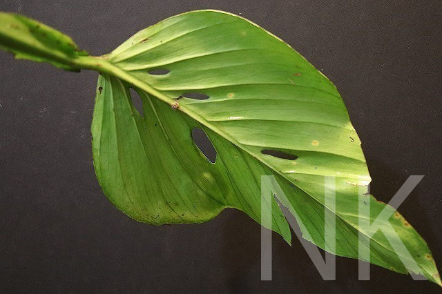 Monstera obliqua cf Obliqua 転売不可 モンステラ Plants &frasl; Sucumbios Ecuador – - | Colombia Plant Santiago