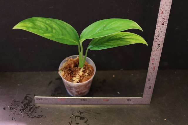 Monstera obliqua cf Obliqua 転売不可 モンステラ Plants &frasl; Sucumbios Ecuador – - | Colombia Plant Santiago