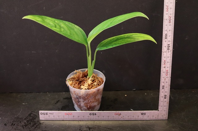 Monstera obliqua cf Obliqua 転売不可 モンステラ Plants &frasl; Sucumbios Ecuador – - | Colombia Plant Santiago