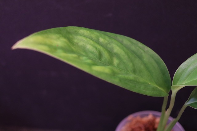 Monstera obliqua cf Obliqua 転売不可 モンステラ Plants &frasl; Sucumbios Ecuador – - | Colombia Plant Santiago