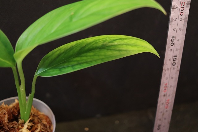 Monstera obliqua cf Obliqua 転売不可 モンステラ Plants &frasl; Sucumbios Ecuador – - | Colombia Plant Santiago
