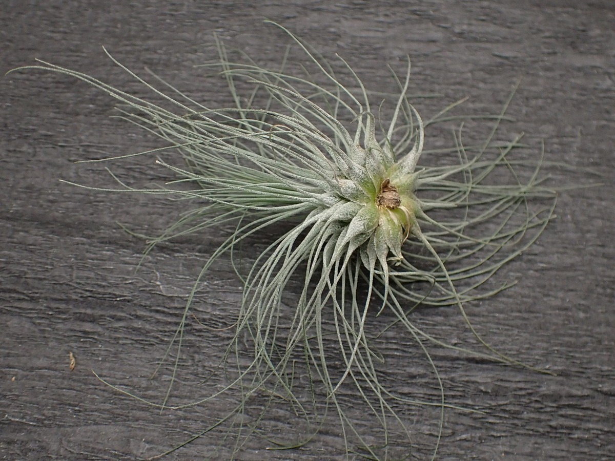 Tillandsia Fuchsii F Gracilis チランジア フックシー グラシリス エアプランツep 第四種 税別1円 アナナス 売買されたオークション情報 Yahooの商品情報をアーカイブ公開 オークファン Aucfan Com