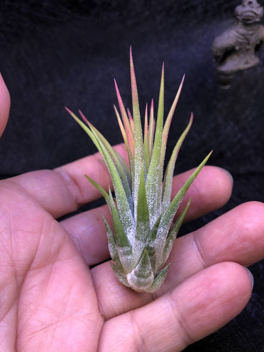 A10】Tillandsia 'Mayan Flame' ex.Pachara・チランジア チランジア