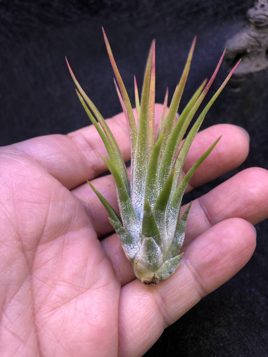 A10】Tillandsia 'Mayan Flame' ex.Pachara・チランジア チランジア
