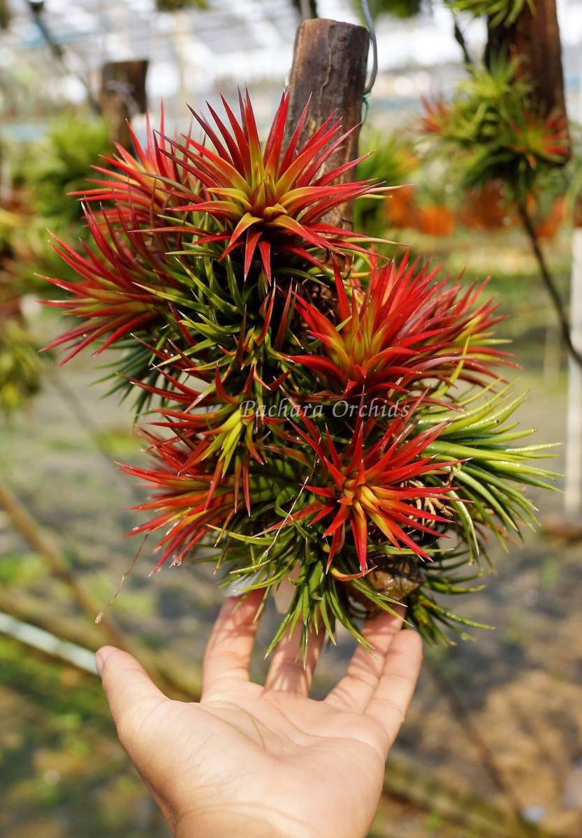 A10】Tillandsia 'Mayan Flame' ex.Pachara・チランジア チランジア