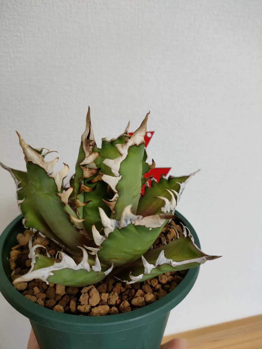 コレクション品】アガベ チタノタ レッドキャットウィーズル 赤猫