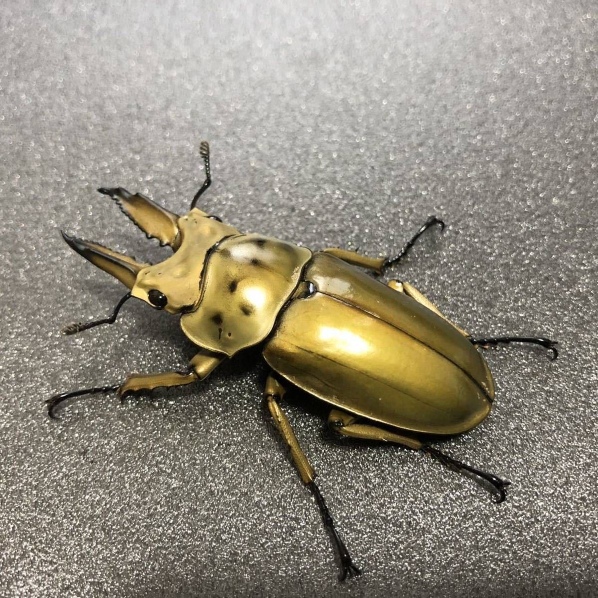メリディオナリスコクワ ♀21.5mm 単品 メリディオナリス | INTER 