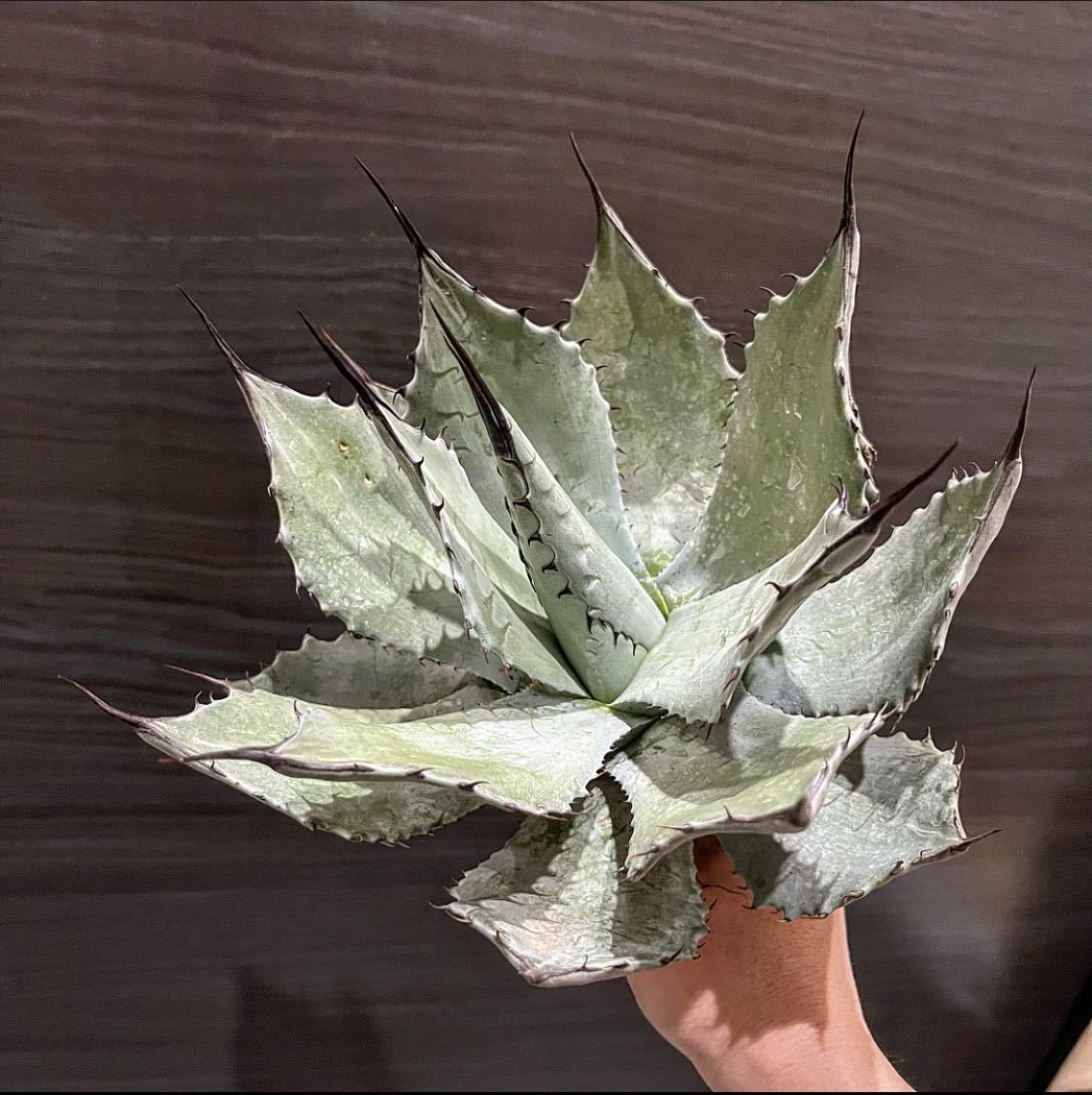 hp 69 アガベ パリー 特選個体 w約23センチ 八荒雷神 Agave | アガベ