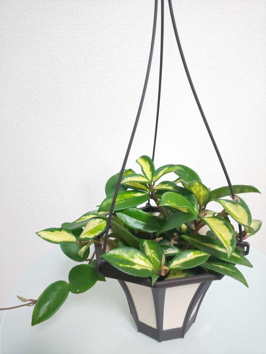 エキゾチカ ホヤ カルノーサ サクララン リップカラー 斑入り グリーン セルペンス 観葉植物 耐寒性 耐陰性 ハンギング 苔玉 観葉植物 売買されたオークション情報 Yahooの商品情報をアーカイブ公開 オークファン Aucfan Com