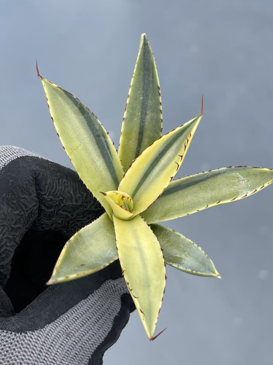 hp 27 オアハカオテロイ実生 アガベ オテロイ (チタノタ) osp育成株