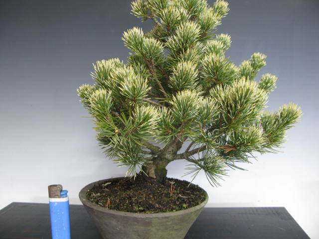 中品五葉松(伊豆の花火) 中品五葉松(伊豆の花火) 中品五葉松(伊豆の花火)【ブランド公式通販】