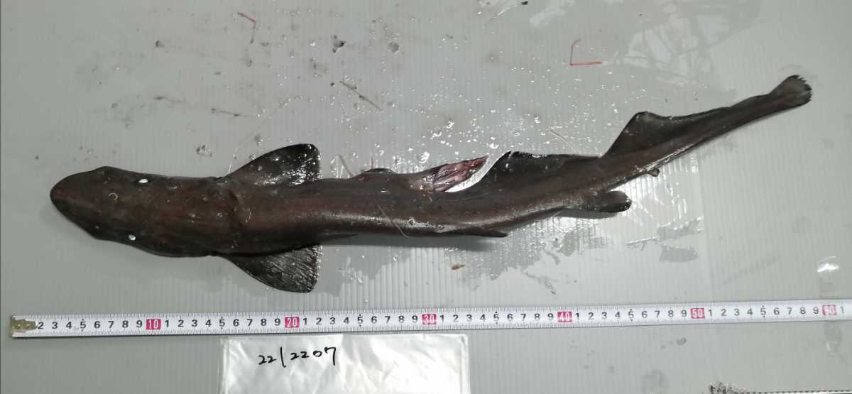 ヘラツノ ヘラ ナガヘラ ザメ サメ 標本用 剥製用 深海魚 海水魚 冷凍発送 冷凍類同封まとめて取引可能 魚類 水生生物 売買されたオークション情報 Yahooの商品情報をアーカイブ公開 オークファン Aucfan Com