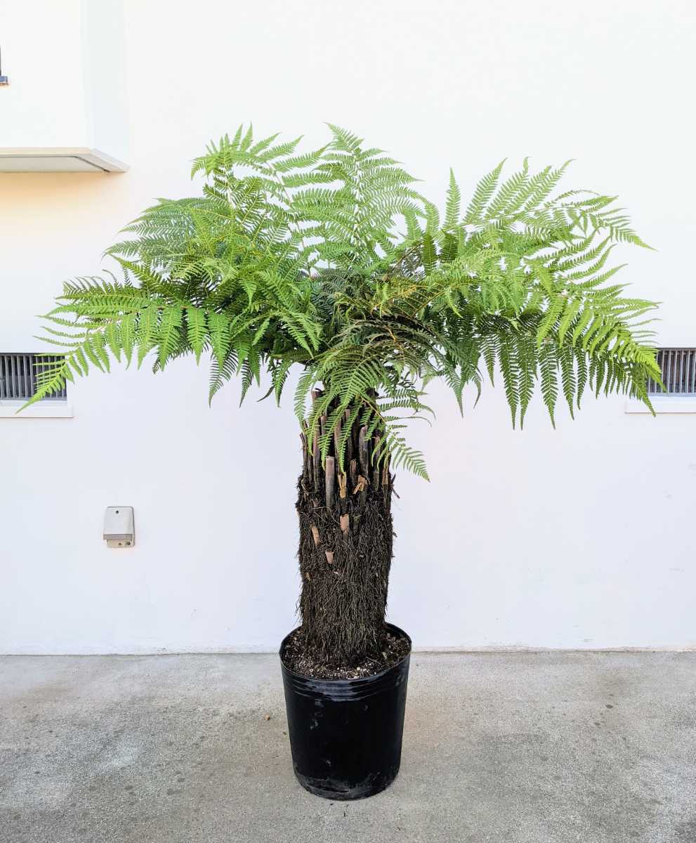 ディクソニア 花、園芸 観葉植物 【公式通販】