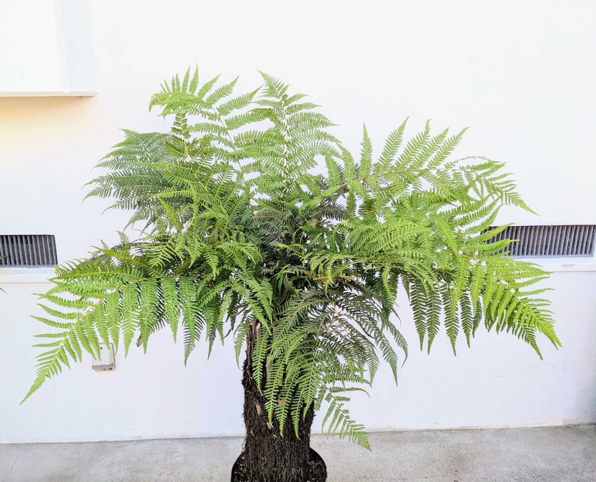 ディクソニア 花、園芸 観葉植物 【公式通販】