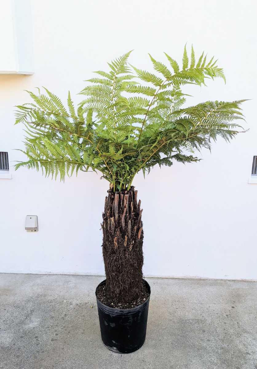 ディクソニア 花、園芸 観葉植物 【公式通販】